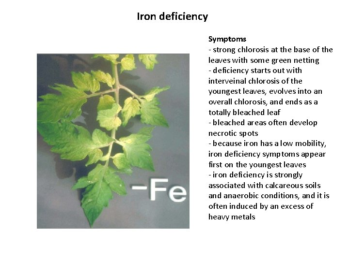 Iron deficiency Symptoms - strong chlorosis at the base of the leaves with some