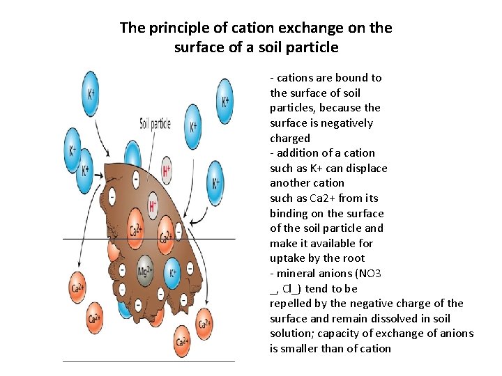 The principle of cation exchange on the surface of a soil particle - cations