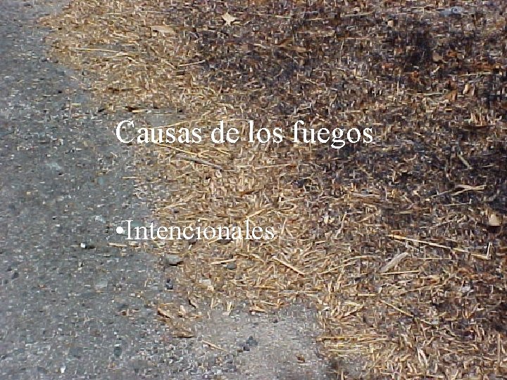 Causas de los fuegos • Intencionales 