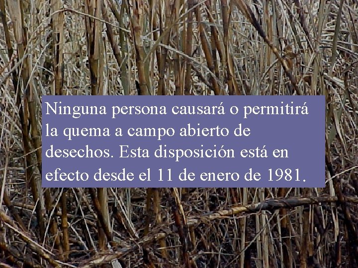 Ninguna persona causará o permitirá la quema a campo abierto de desechos. Esta disposición