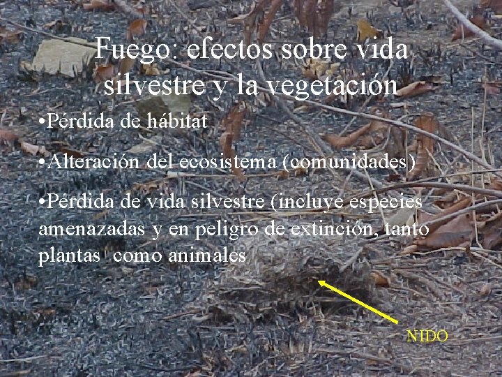 Fuego: efectos sobre vida silvestre y la vegetación • Pérdida de hábitat • Alteración