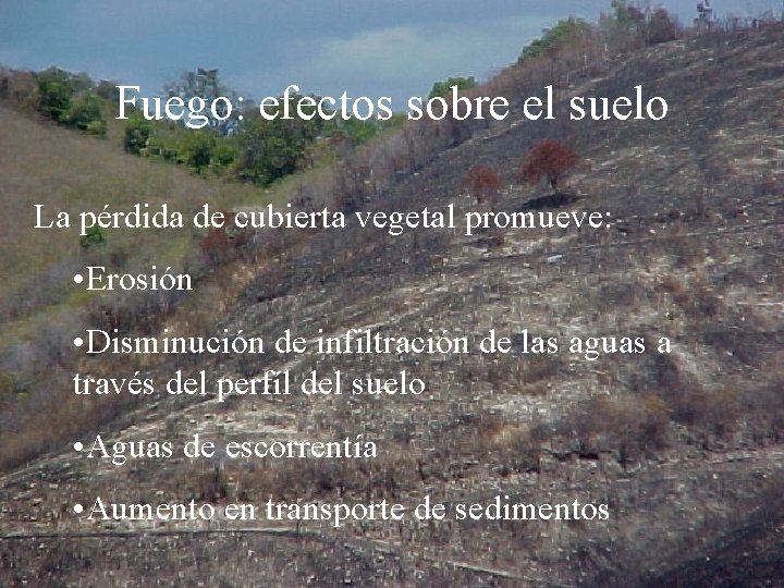 Fuego: efectos sobre el suelo La pérdida de cubierta vegetal promueve: • Erosión •