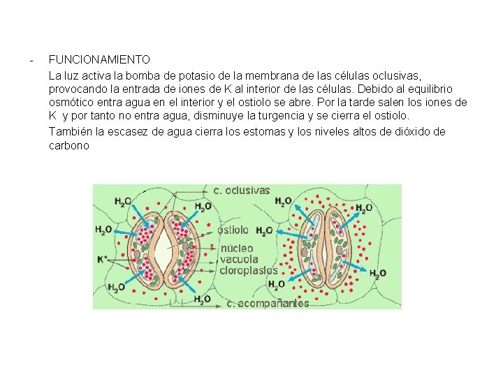 - FUNCIONAMIENTO La luz activa la bomba de potasio de la membrana de las