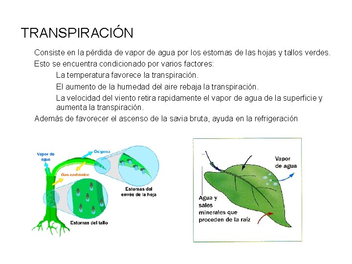 TRANSPIRACIÓN Consiste en la pérdida de vapor de agua por los estomas de las