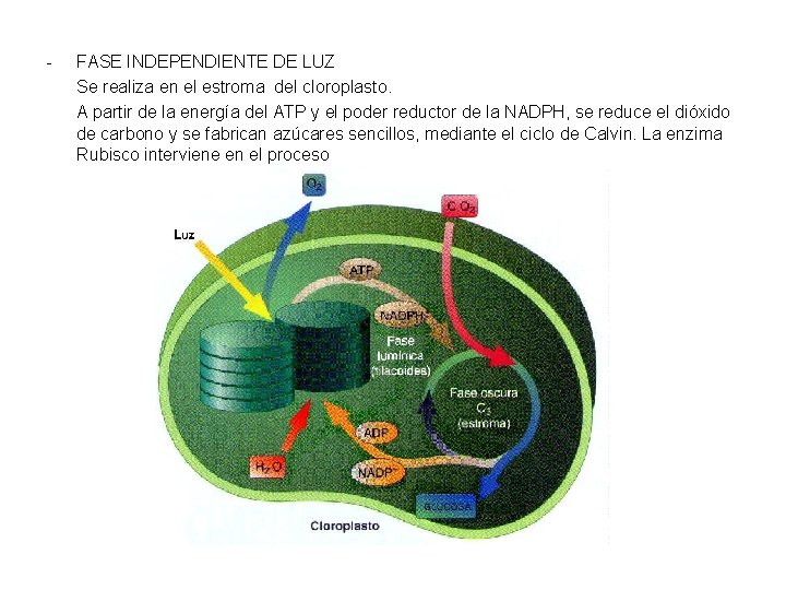 - FASE INDEPENDIENTE DE LUZ Se realiza en el estroma del cloroplasto. A partir