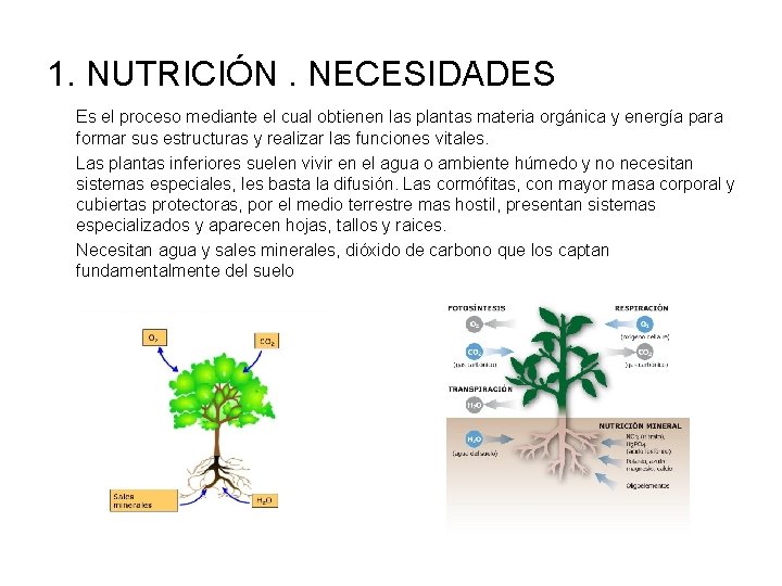 1. NUTRICIÓN. NECESIDADES Es el proceso mediante el cual obtienen las plantas materia orgánica