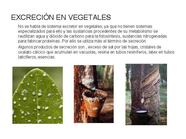 EXCRECIÓN EN VEGETALES No se habla de sistema excretor en vegetales, ya que no