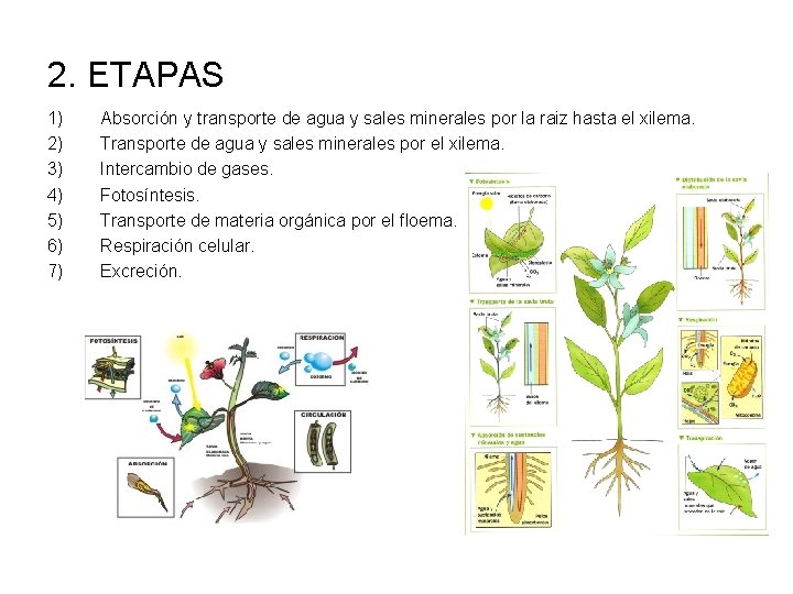 2. ETAPAS 1) 2) 3) 4) 5) 6) 7) Absorción y transporte de agua