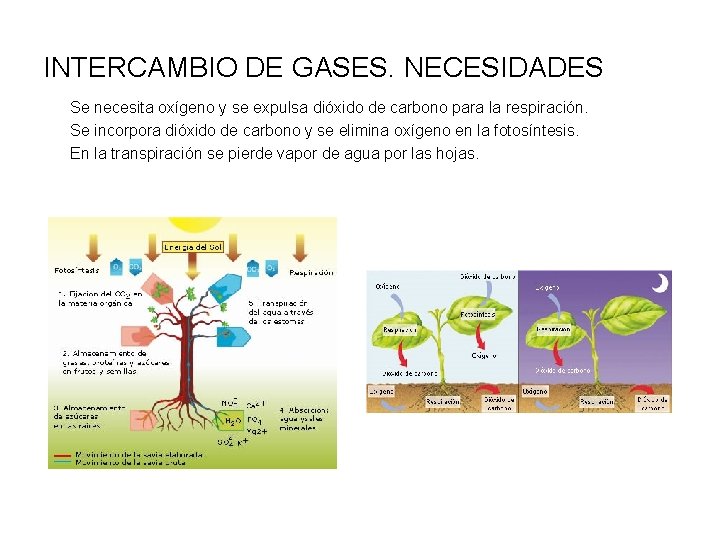 INTERCAMBIO DE GASES. NECESIDADES Se necesita oxígeno y se expulsa dióxido de carbono para