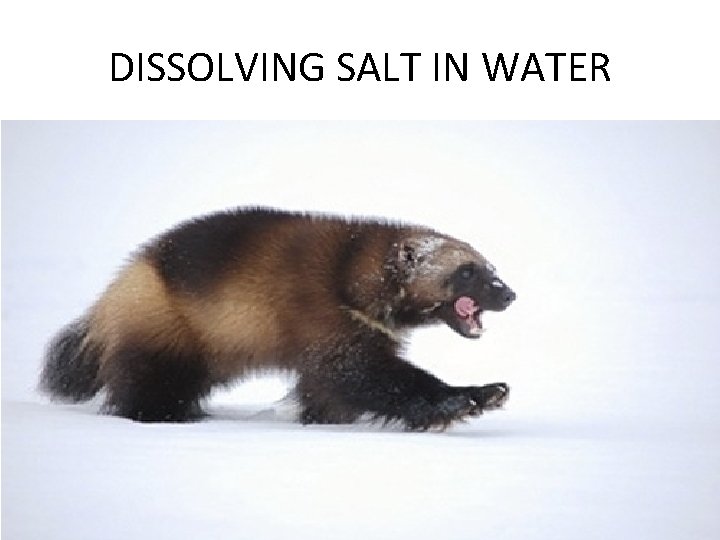 DISSOLVING SALT IN WATER 