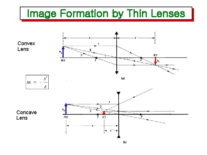 Image Formation by Thin Lenses Convex Lens Concave Lens 