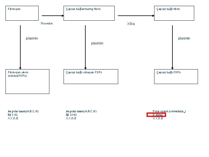 Fibrinojen Çapraz bağlanmamış fibrin Thrombin Çapraz bağlı fibrin XIIIa plasmin Fibrinojen yıkım ürünleri(FDPs) Çapraz