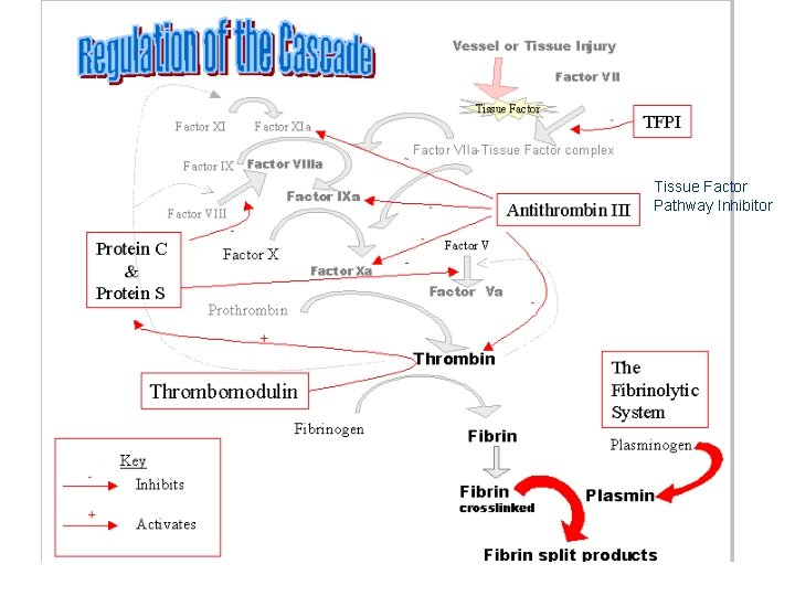Tissue Factor Pathway Inhibitor 