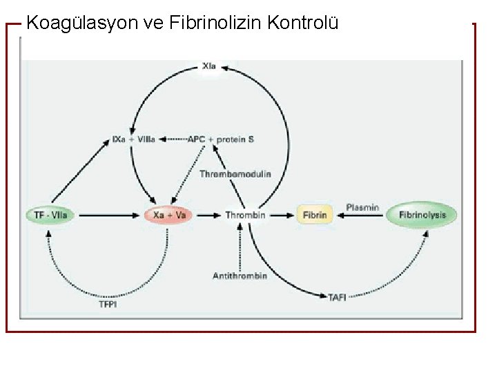 Koagülasyon ve Fibrinolizin Kontrolü 