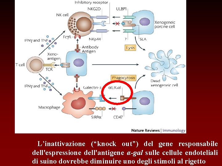 L’inattivazione (“knock out”) del gene responsabile dell'espressione dell'antigene α-gal sulle cellule endoteliali di suino