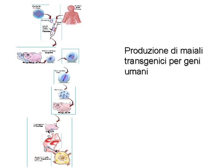 Produzione di maiali transgenici per geni umani 