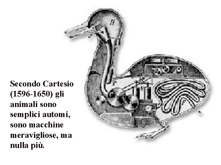 Secondo Cartesio (1596 -1650) gli animali sono semplici automi, sono macchine meravigliose, ma nulla