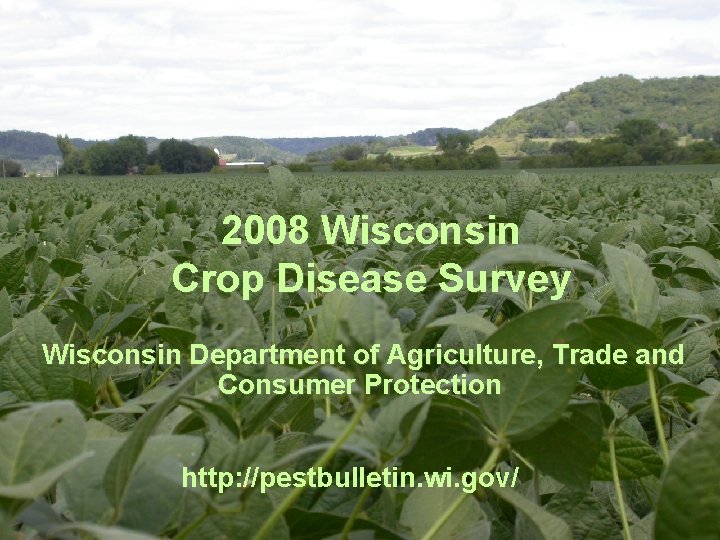 2008 Wisconsin Crop Disease Survey Wisconsin Department of Agriculture, Trade and Consumer Protection http: