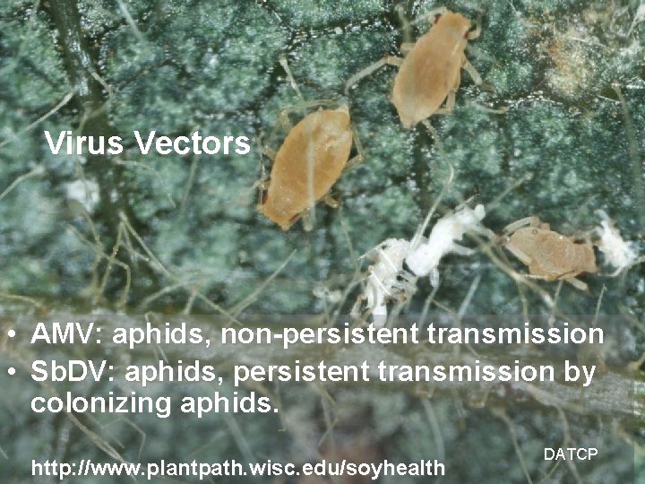 Virus Vectors • AMV: aphids, non-persistent transmission • Sb. DV: aphids, persistent transmission by