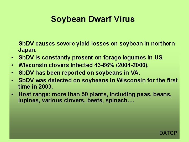 Soybean Dwarf Virus • • • Sb. DV causes severe yield losses on soybean