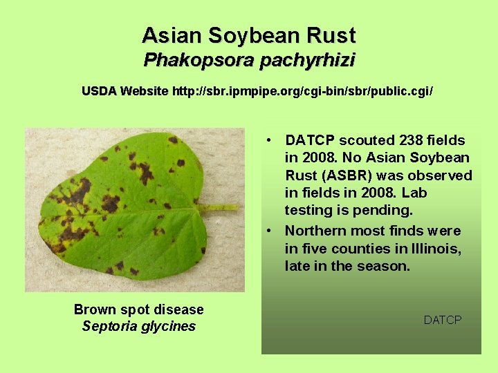 Asian Soybean Rust Phakopsora pachyrhizi USDA Website http: //sbr. ipmpipe. org/cgi-bin/sbr/public. cgi/ • DATCP