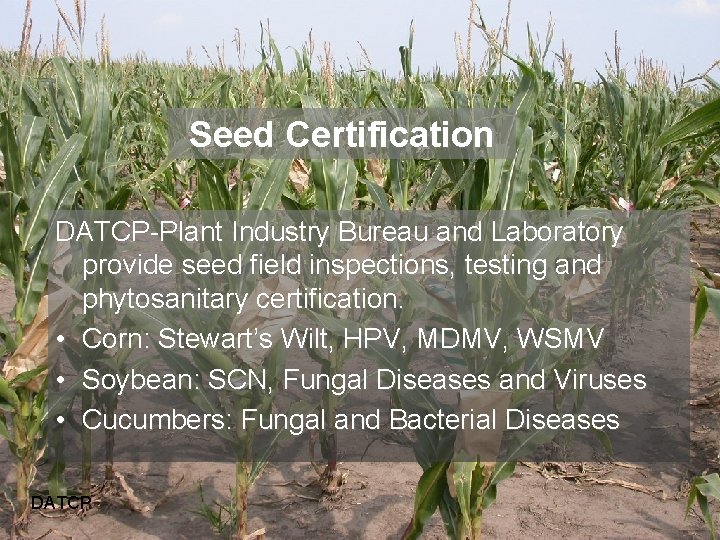 Seed Certification DATCP-Plant Industry Bureau and Laboratory provide seed field inspections, testing and phytosanitary