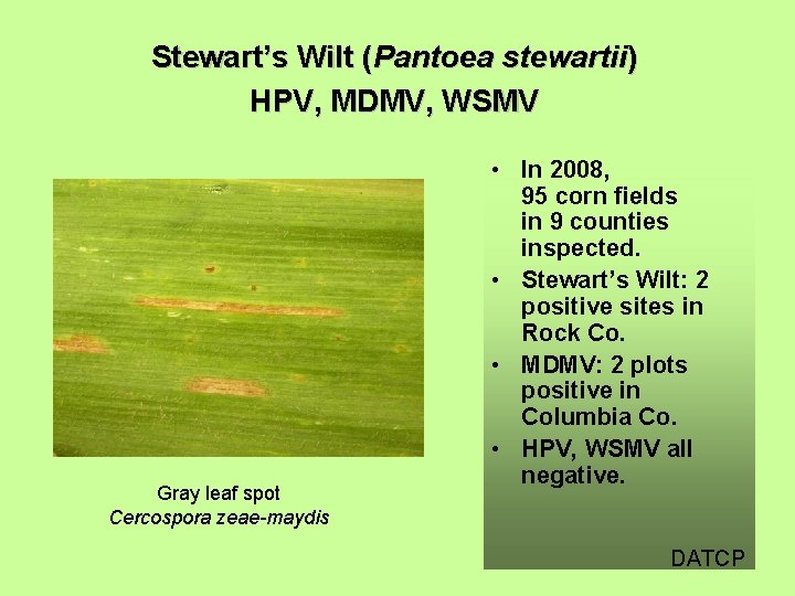 Stewart’s Wilt (Pantoea stewartii) HPV, MDMV, WSMV Gray leaf spot Cercospora zeae-maydis • In