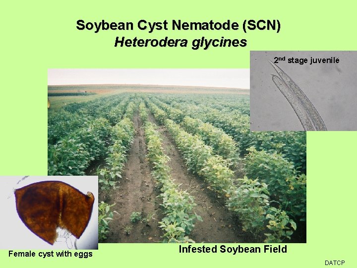 Soybean Cyst Nematode (SCN) Heterodera glycines 2 nd stage juvenile Female cyst with eggs