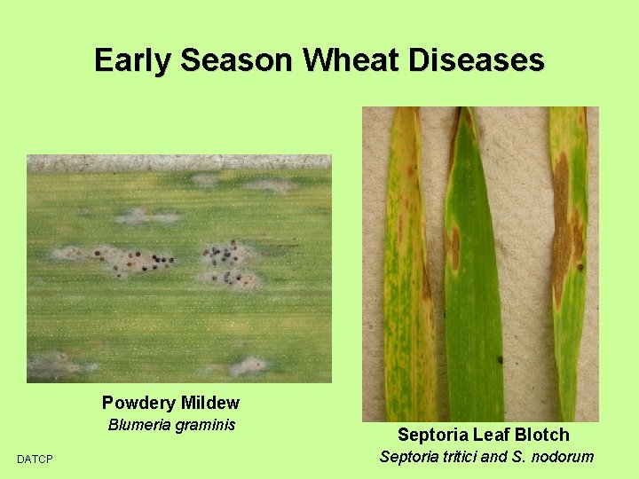 Early Season Wheat Diseases Powdery Mildew Blumeria graminis DATCP Septoria Leaf Blotch Septoria tritici