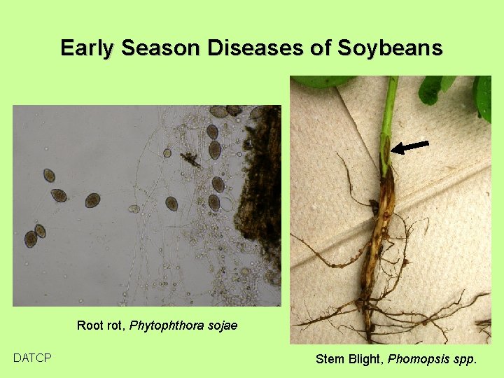 Early Season Diseases of Soybeans Root rot, Phytophthora sojae DATCP Stem Blight, Phomopsis spp.