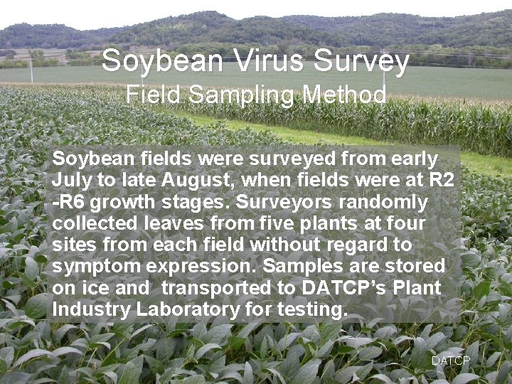 Soybean Virus Survey Field Sampling Method Soybean fields were surveyed from early July to