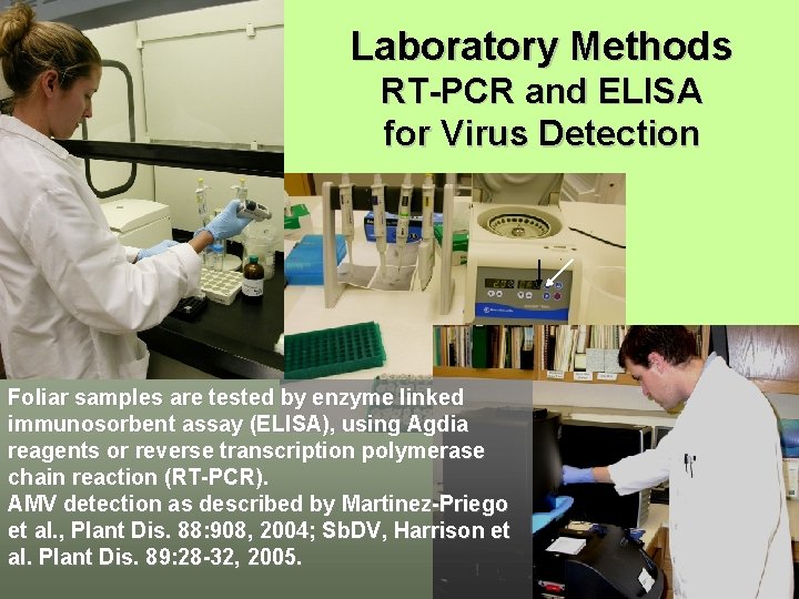 Laboratory Methods RT-PCR and ELISA for Virus Detection Foliar samples are tested by enzyme