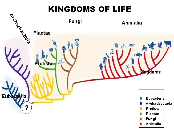KINGDOMS OF LIFEre Cladogram of Six Kingdoms and Three Domains Fungi Animalia Plantae ia