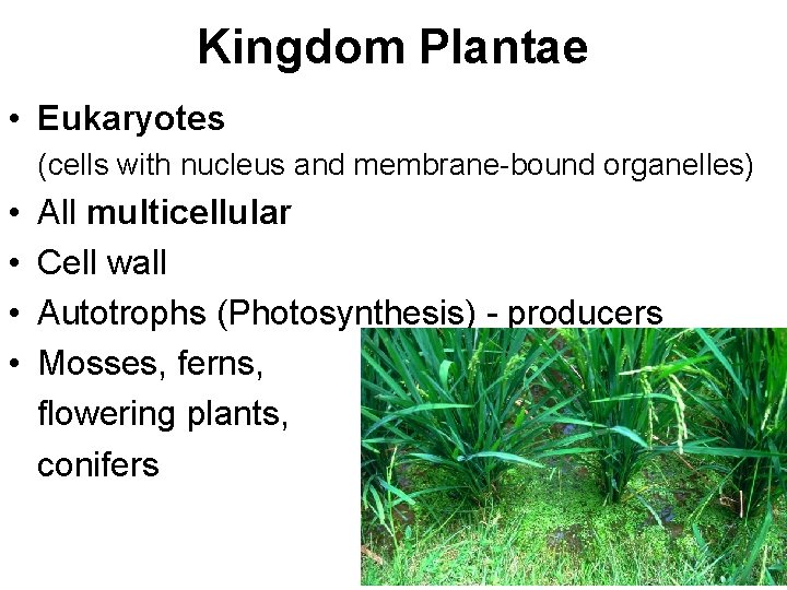 Kingdom Plantae • Eukaryotes (cells with nucleus and membrane-bound organelles) • • All multicellular