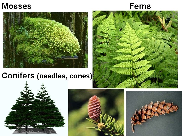 Mosses Conifers (needles, cones) Ferns 