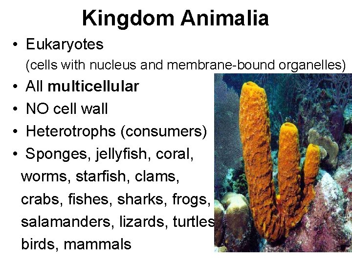 Kingdom Animalia • Eukaryotes (cells with nucleus and membrane-bound organelles) • • All multicellular