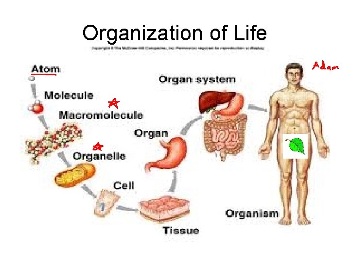 Organization of Life 