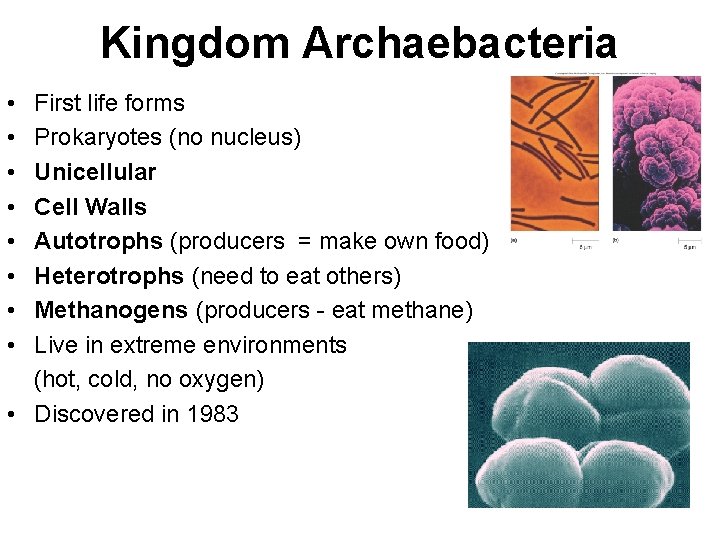 Kingdom Archaebacteria • • First life forms Prokaryotes (no nucleus) Unicellular Cell Walls Autotrophs