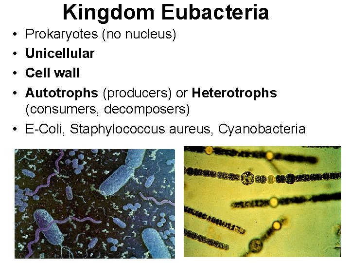 Kingdom Eubacteria • • Prokaryotes (no nucleus) Unicellular Cell wall Autotrophs (producers) or Heterotrophs