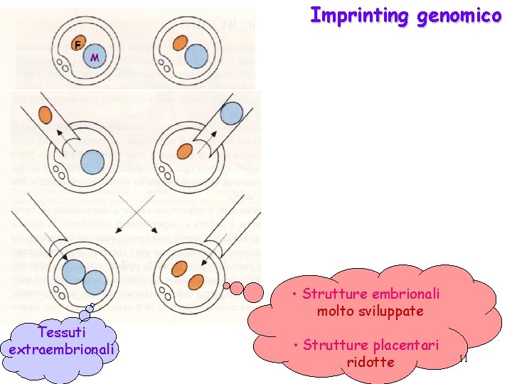 Imprinting genomico • Strutture embrionali molto sviluppate Tessuti extraembrionali • Strutture placentari ridotte 11