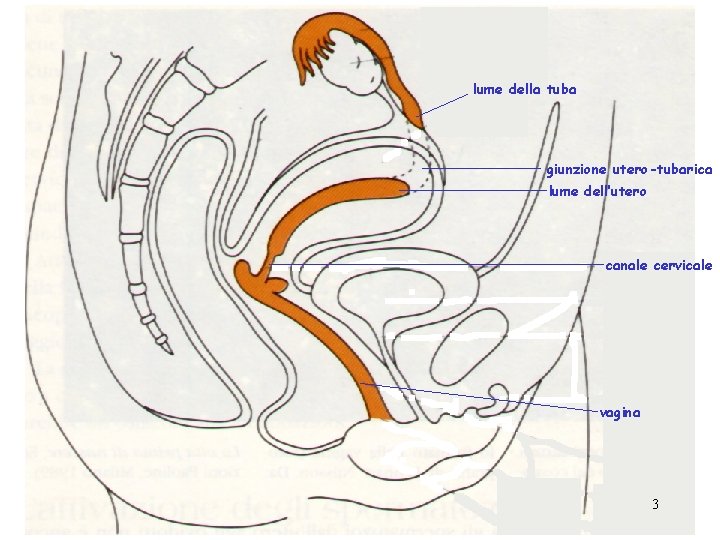 lume della tuba giunzione utero-tubarica lume dell’utero canale cervicale vagina 3 