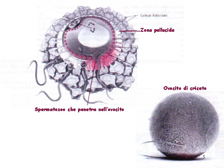 Zona pellucida Ovocito di criceto Spermatozoo che penetra nell’ovocito 5 