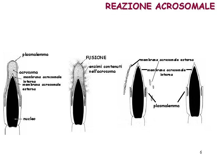 REAZIONE ACROSOMALE plasmalemma acrosoma membrana acrosomale interna membrana acrosomale esterna FUSIONE enzimi contenuti nell’acrosoma