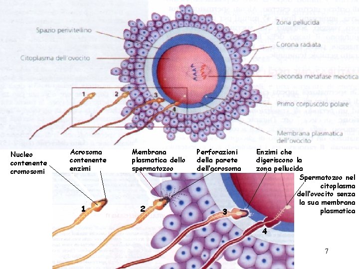 Nucleo contenente cromosomi Acrosoma contenente enzimi 1 Membrana plasmatica dello spermatozoo 2 Perforazioni della