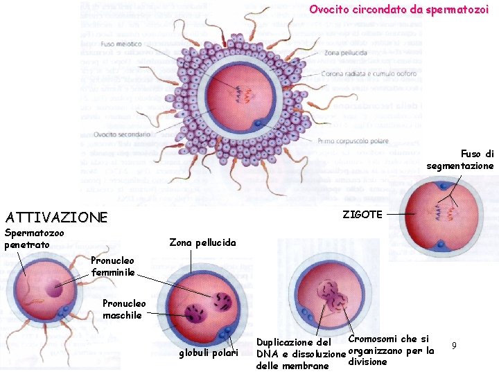 Ovocito circondato da spermatozoi Fuso di segmentazione ATTIVAZIONE Spermatozoo penetrato ZIGOTE Zona pellucida Pronucleo