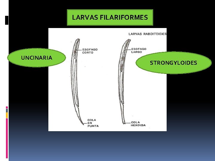 LARVAS FILARIFORMES UNCINARIA STRONGYLOIDES 