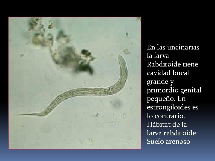 En las uncinarias la larva Rabditoide tiene cavidad bucal grande y primordio genital pequeño.