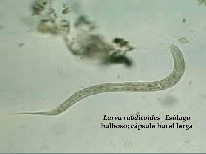 Larva rabditoides Esófago bulboso; cápsula bucal larga 
