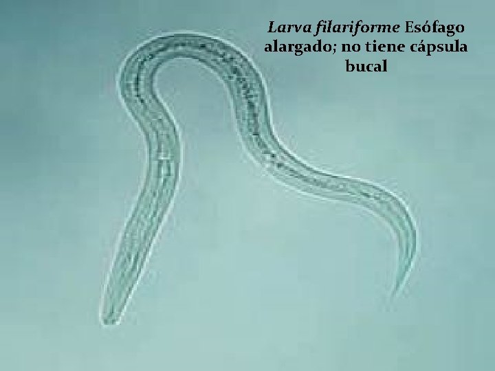Larva filariforme Esófago alargado; no tiene cápsula bucal 