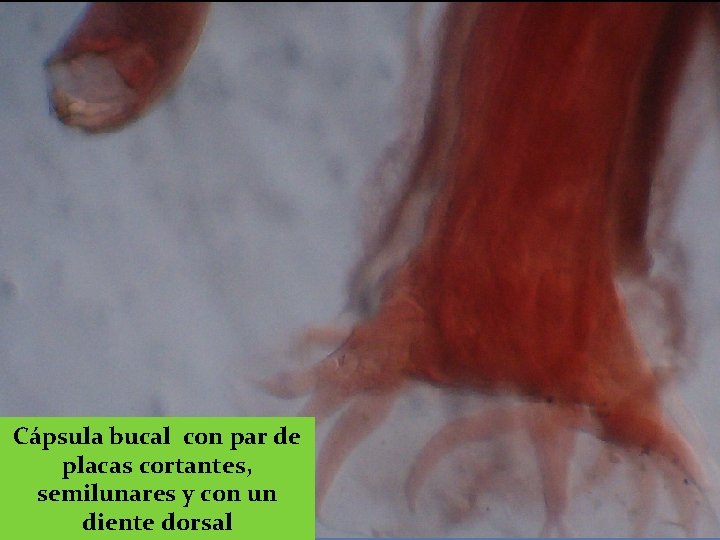 Cápsula bucal con par de placas cortantes, semilunares y con un diente dorsal 